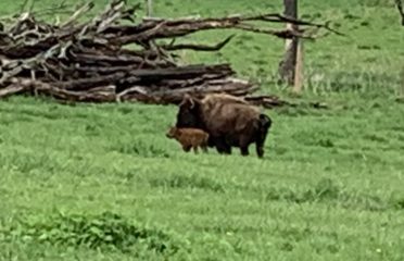 Readington River Buffalo Company